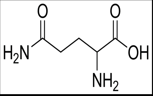 谷氨酰胺有什么功效作用？能帮助你健身减肥吗