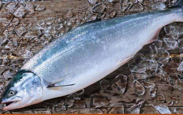 三文鱼养殖和营养价值
