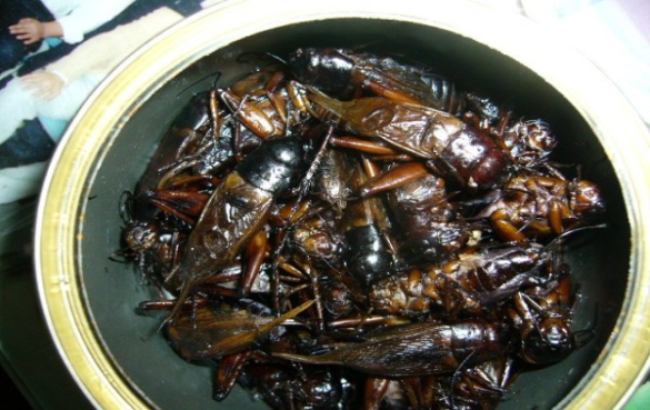 5种每个人都能吃的昆虫，烤起来吃真的美味！